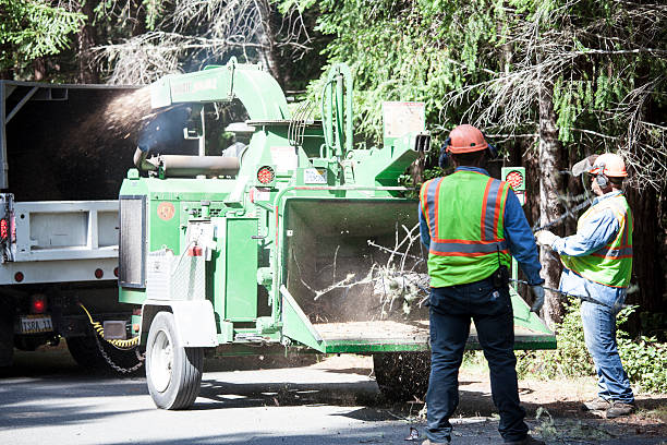 Tree and Shrub Care in Sprague, WV
